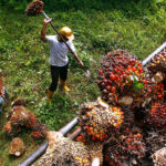 India’s restriction on palm oil hurts Malaysian refiners