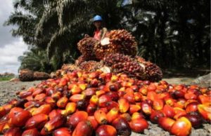 Boustead Plantations expects continued volatility in palm oil prices