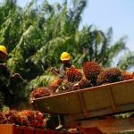 Malaysia’s palm oil stocks slide 6.56% in Feb