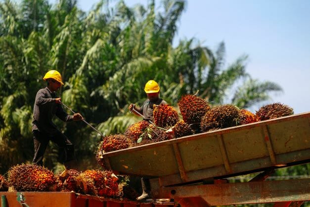 Malaysia's palm oil stocks slide 6.56% in Feb
