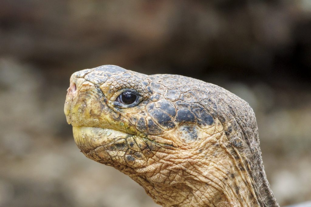 Giant Tortoises Return to Gal\u00e1pagos Island After 180 Years