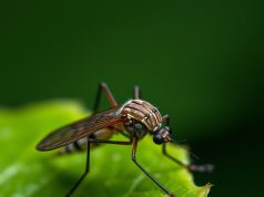 Google’s Verily Seeks EPA Approval to Release 32 Million Mosquitoes