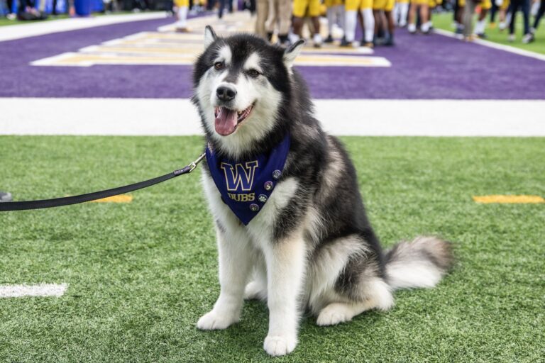 Washington Huskies Fall to 3-3 After Loss to Iowa in Big Ten Play